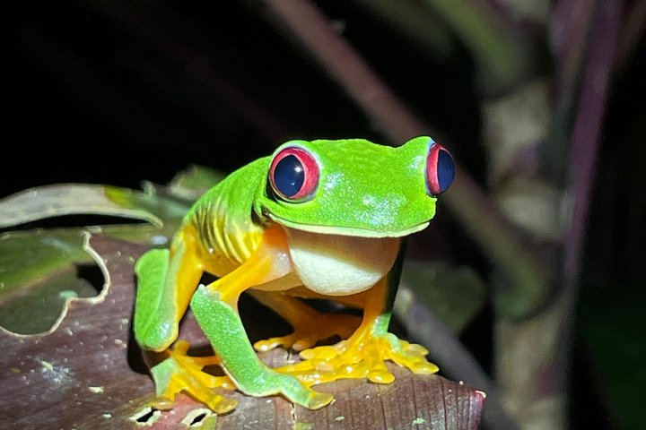 Jungle Night Tour - Photo 1 of 21